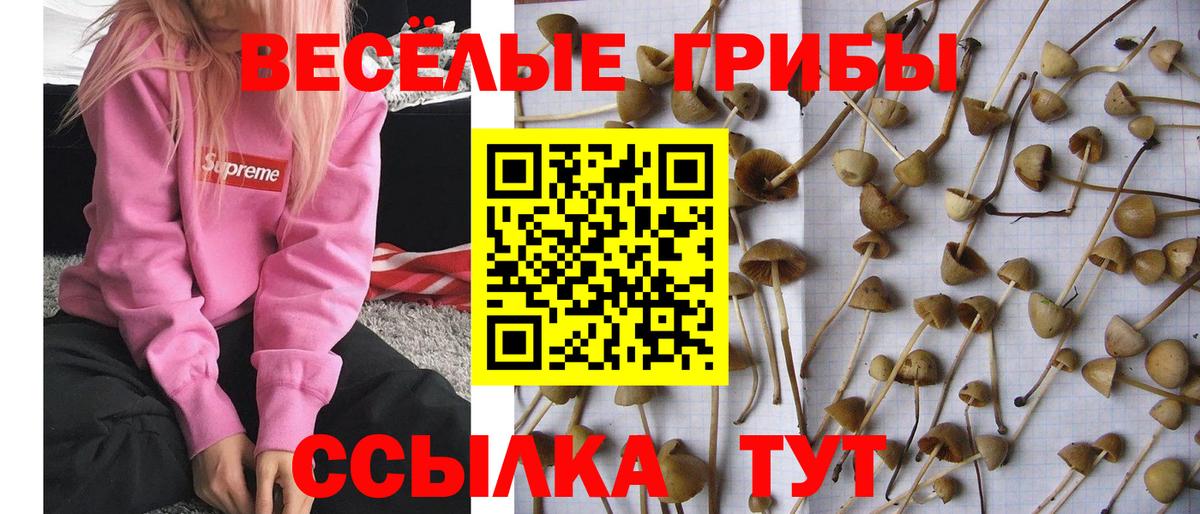 Псилоцибиновые грибы прущие грибы Новоалтайск