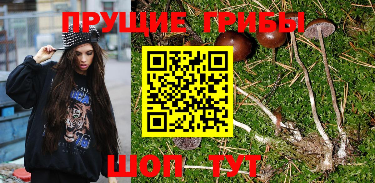 Новоалтайск  Псилоцибиновые грибы Psilocybe  Вход с VPN 